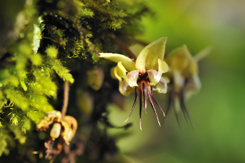 Cocoa Flowers