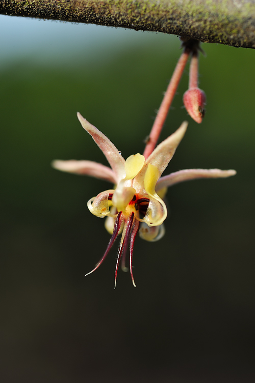 Cocoa Flower