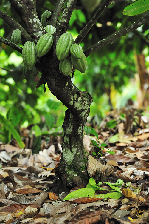 Cocoa tree with fruit