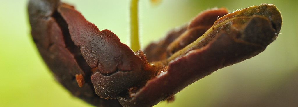 Cocoa Seedling