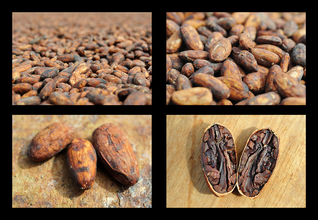 Cocoa Beans: a poster