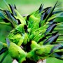 Nandays parakeet | lat: Nandayus nenday (port: Principe negro), Pantanal, Brazil