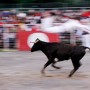 Bullfighting (tauromachie), Saint-Jean-Pied-de-Port, France