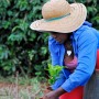 Worker on a coffee plantation, Brazil (planting a seedling)