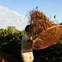 Coffee harvest (s. my documentary about coffee cultivation in Brazil "Visit to the coffee") 