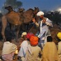 Pusjkar Camel Fair, India
