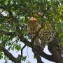 Jaguar in Masai Mara Park, Kenya 