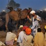 Camel sellers at the campfire after work, Pushkar Camel Fair, India